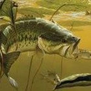 Meet your Posher, Don